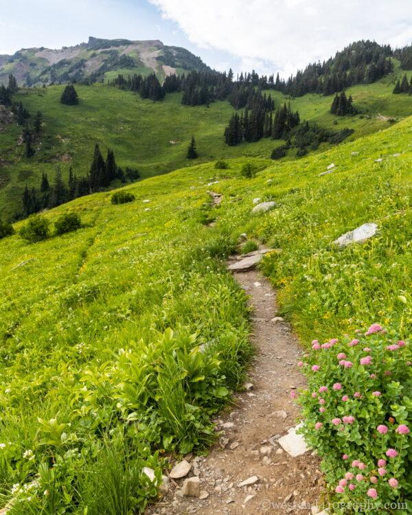 Cheam peakのワイルドフラワー