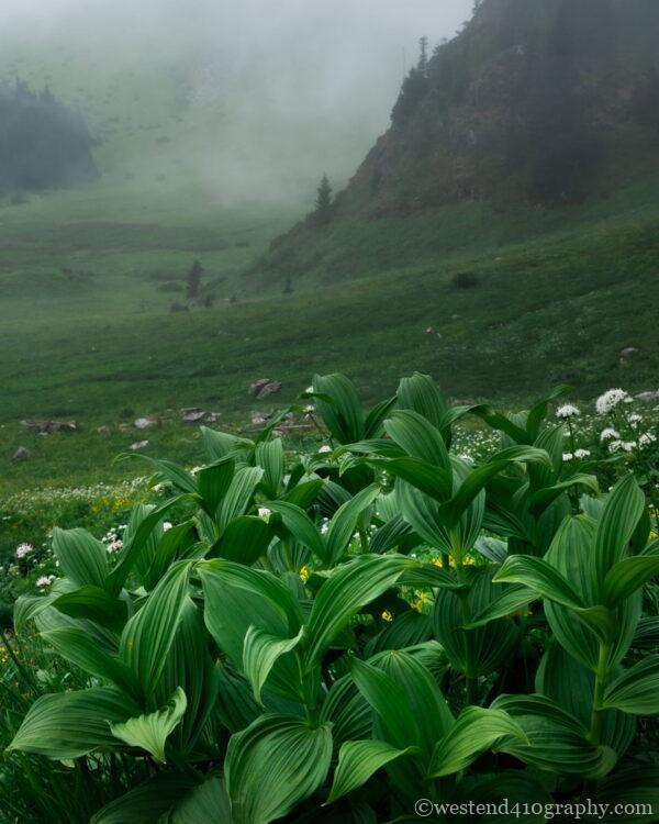 Cheam peakのバイケイソウ