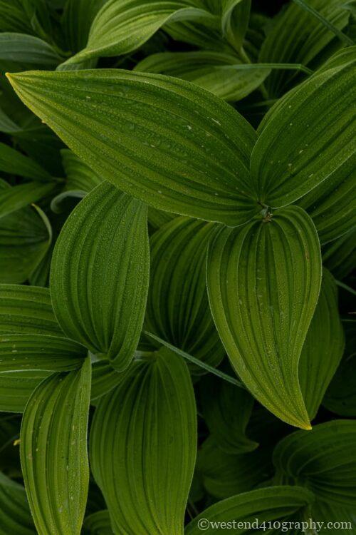 標準レンズの特徴2 望遠レンズ風にも撮れる