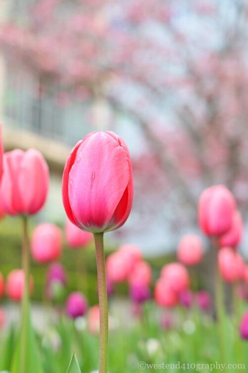高いレンズで撮影した写真