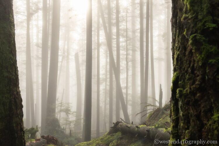 霧の中で撮影したムードのある写真