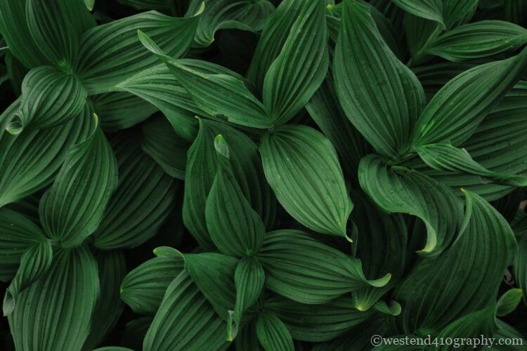 曇りの日に撮影した写真