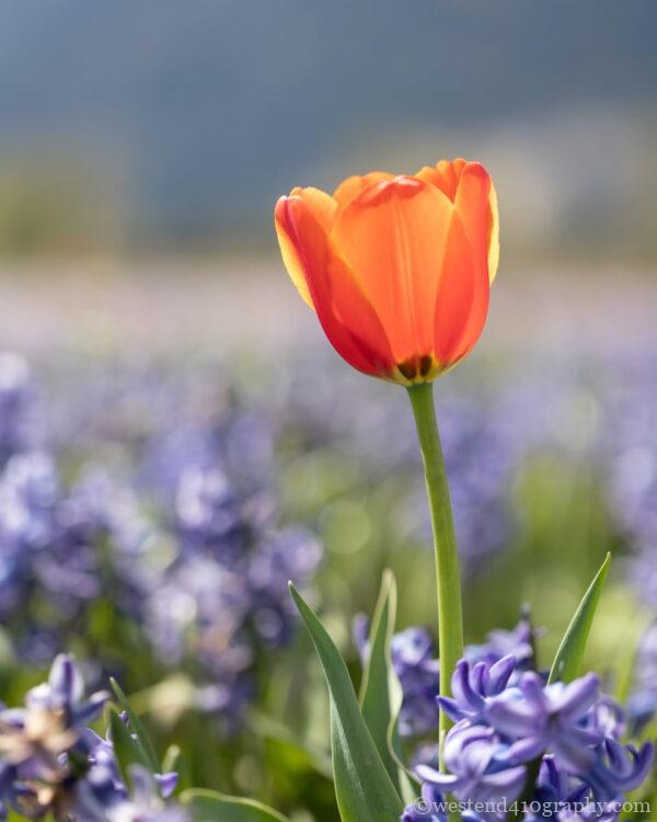 望遠レンズの特徴2 背景をぼかしやすい