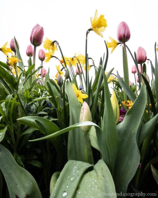広角レンズの特徴2 空間を広くみせる