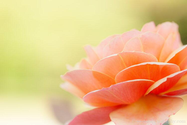 花の向きに余白を配置した写真