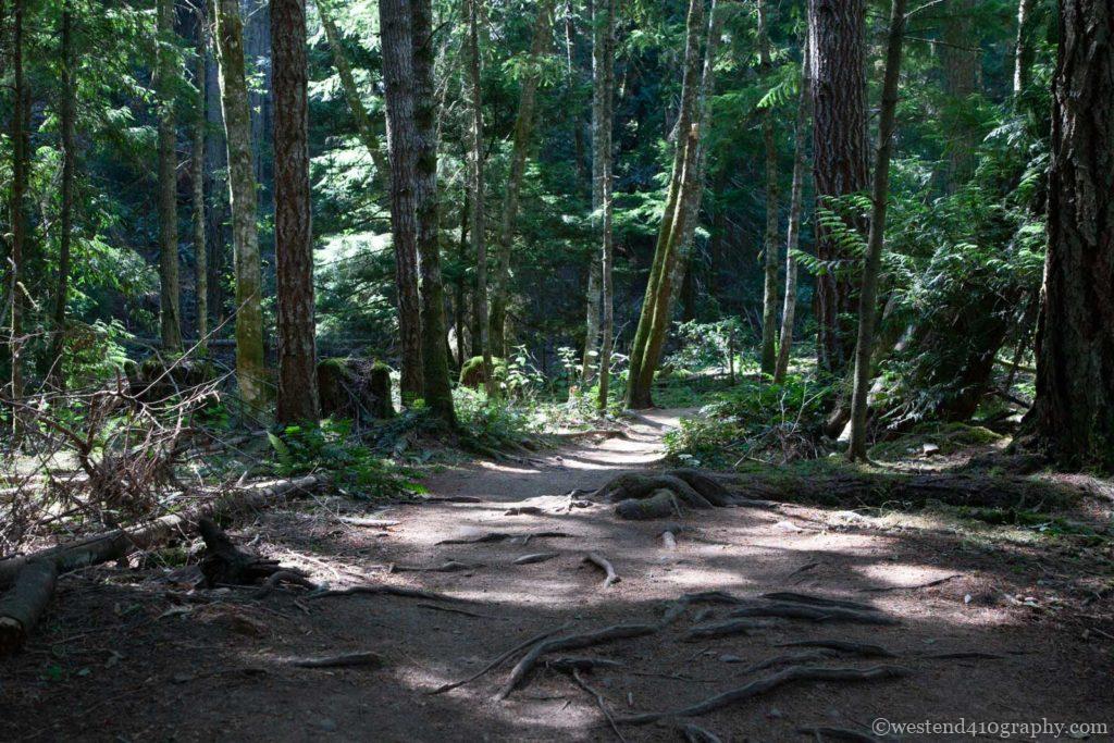晴れの日に撮る森林