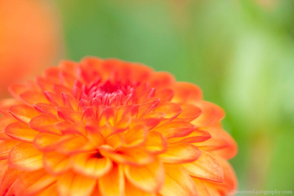 マクロレンズで撮る花の写真2