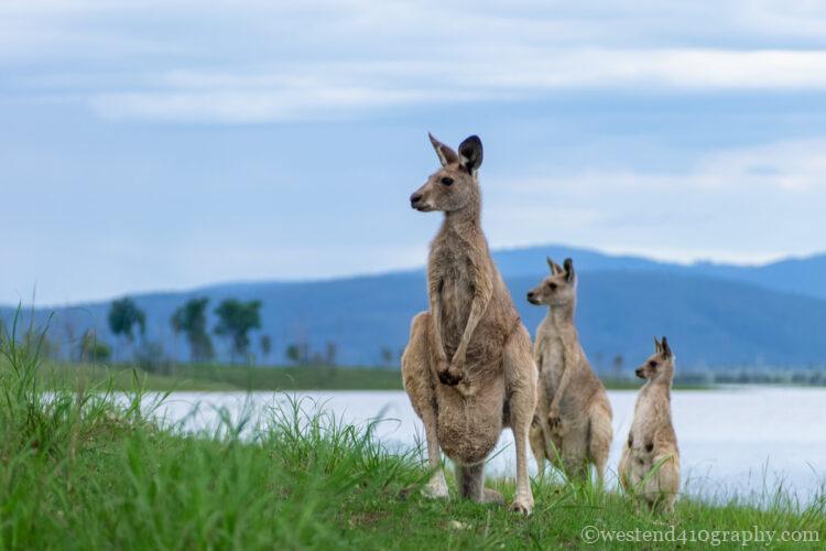 カンガルーの顔の向きに余白を作った写真