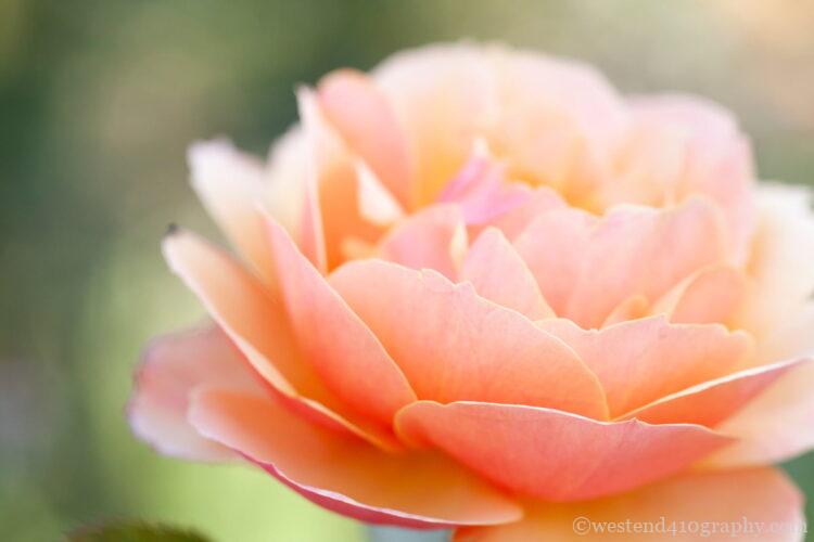 花の向きとは逆に余白がある写真