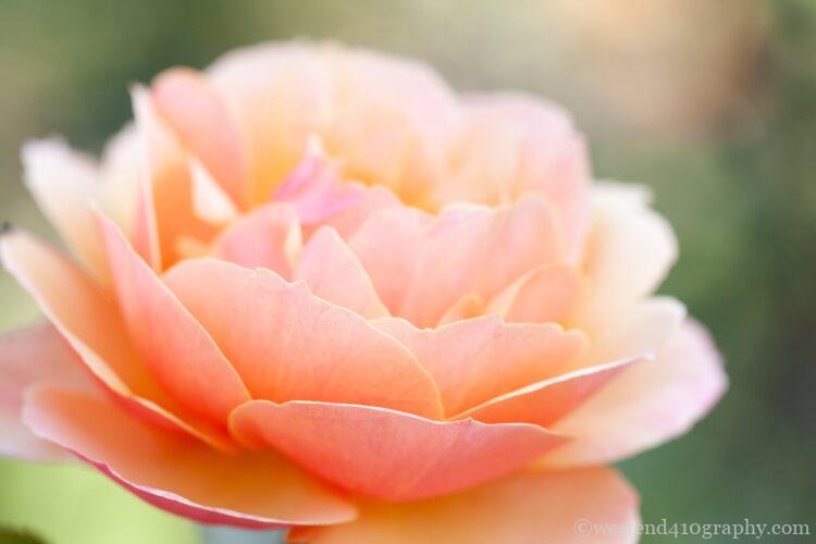 花の向きに余白がある写真