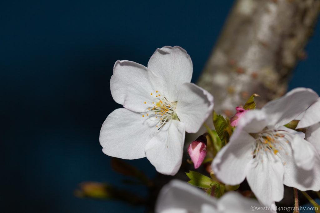 日向の桜