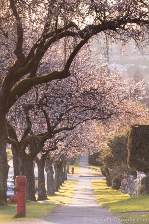 望遠レンズで桜並木を撮影した写真2