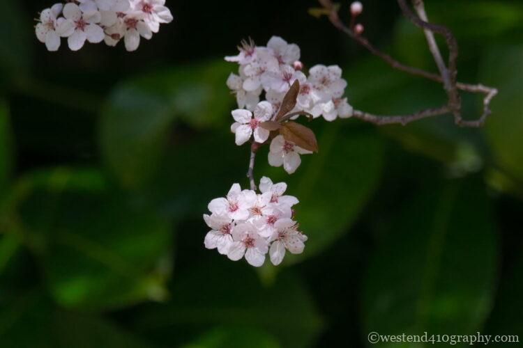 緑色の背景を選んで撮影した桜の写真