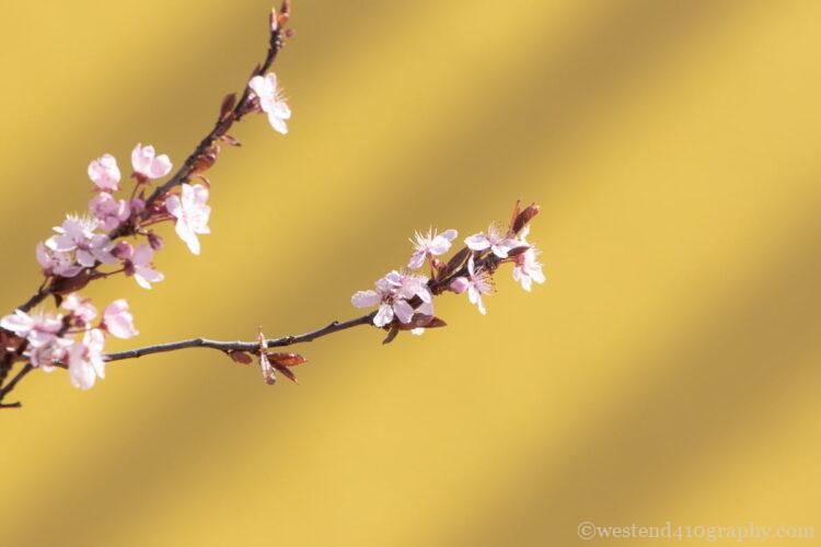 黄色の背景を選んで撮影した桜の写真