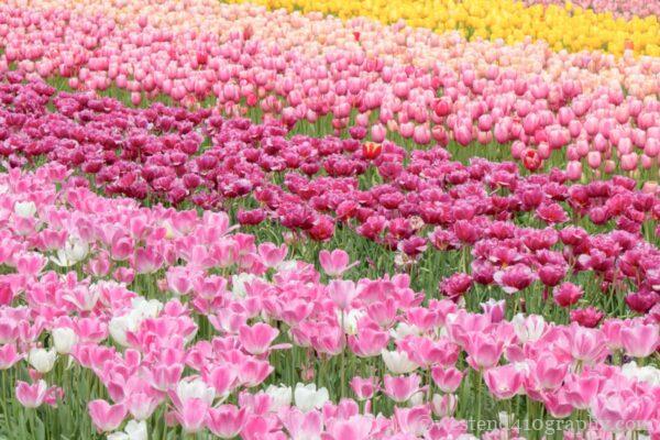 チューリップ畑を圧縮効果で撮影した写真