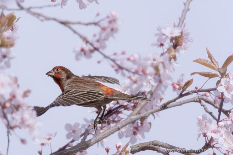 sigma 150-600mm Contemporaryで撮影した野鳥の作例2