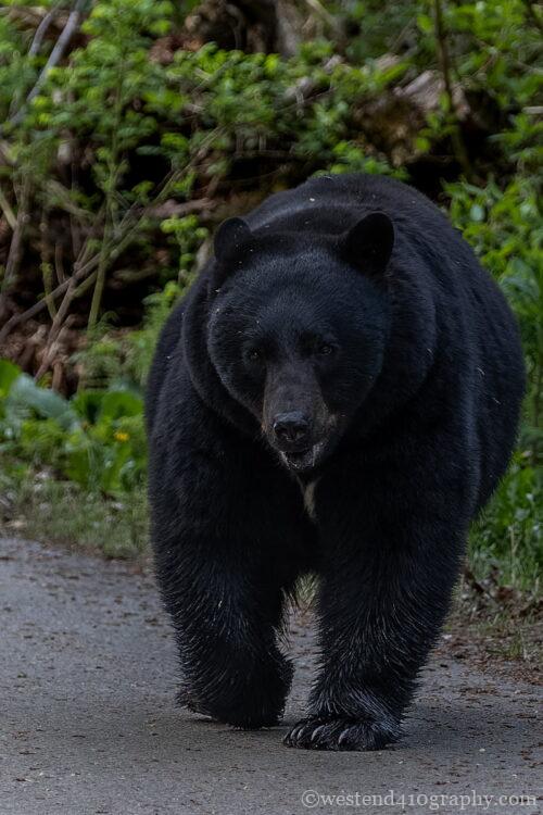 sigma 150-600mm Contemporaryで撮影した野生動物の作例2