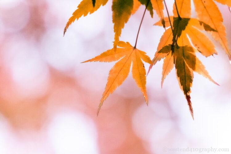絞り優先モードで背景をボカして撮影した写真