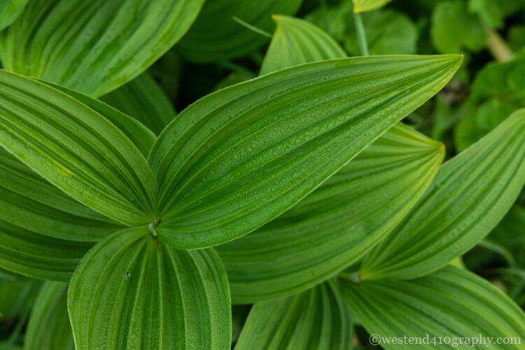 ピントが合っていない写真