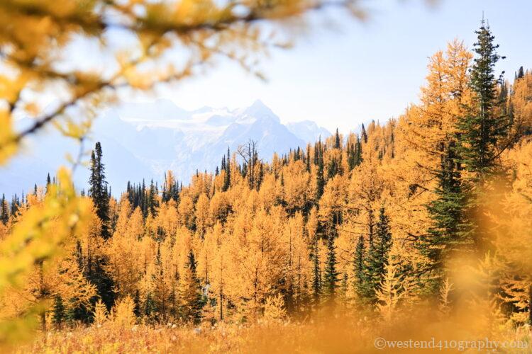 前ボケを入れて撮影した写真