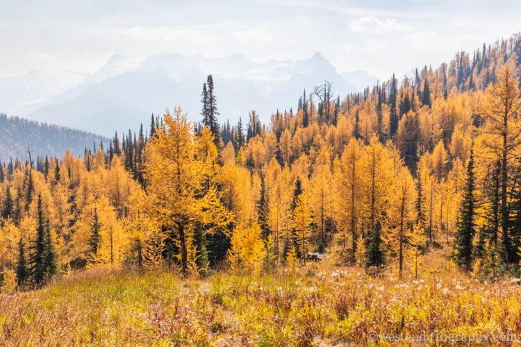 パンフォーカスで撮影した写真