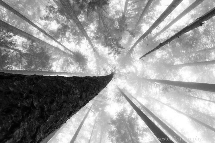 霧の日に撮るモノクロ写真