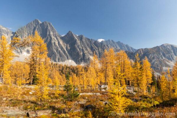 鑑賞しやすい補色の関係を使った写真の作例