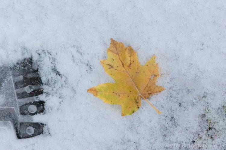 紅葉との組み合わせを撮った雪景色の写真2