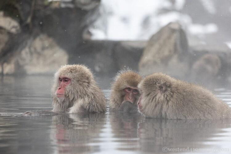 EF70-300mm F4-5.6 IS II USMで野生動物を撮影した作例1