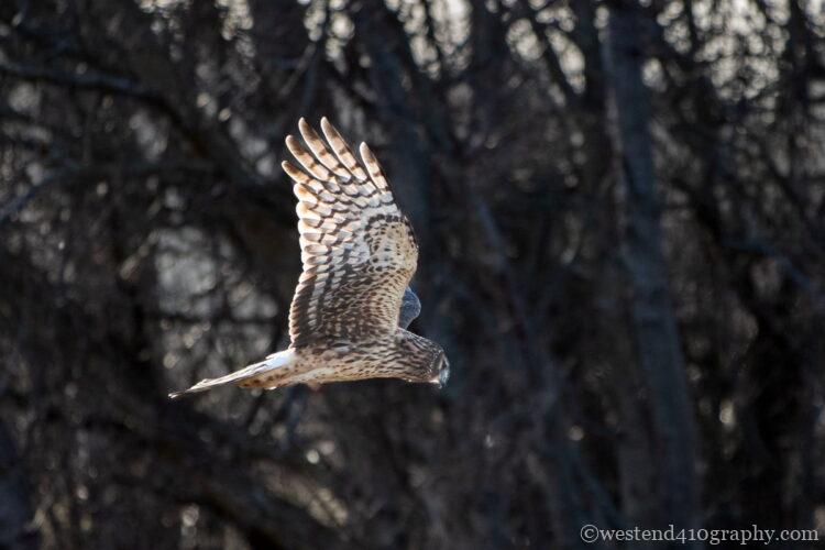 EF70-300mm F4-5.6 IS II USMで野生動物を撮影した作例2