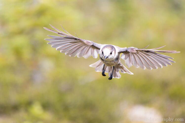 Canada Jay