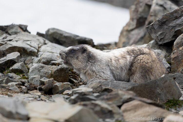 Marmot