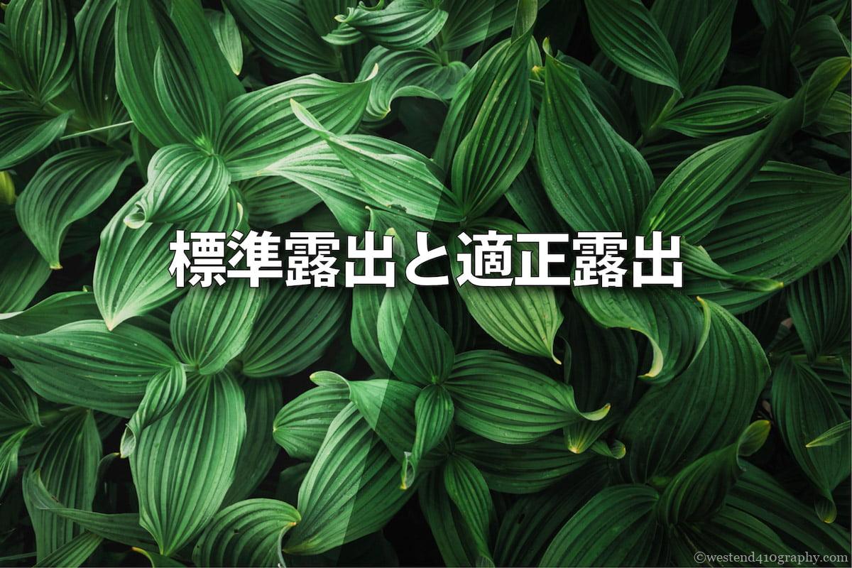 標準露出と適正露出の違い サムネイル