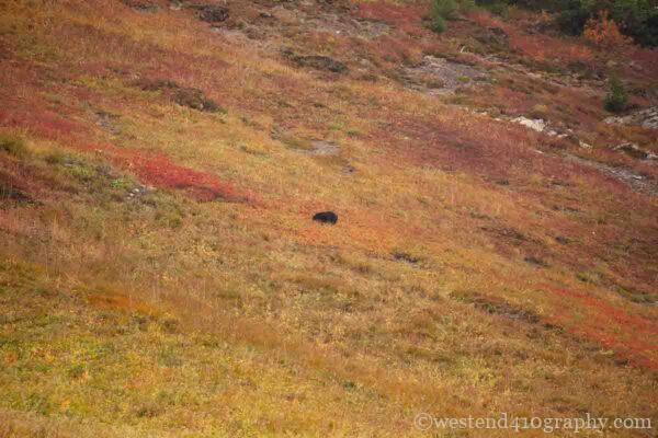 Cheam Peakで遭遇した熊の写真