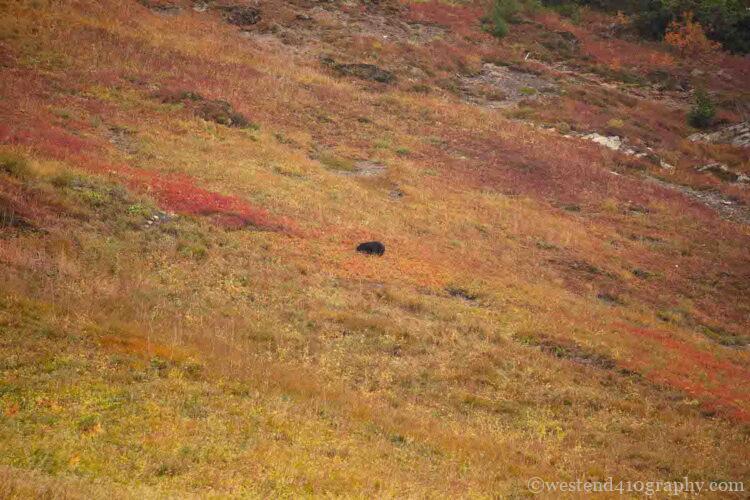 Cheam Peakで遭遇した熊の写真