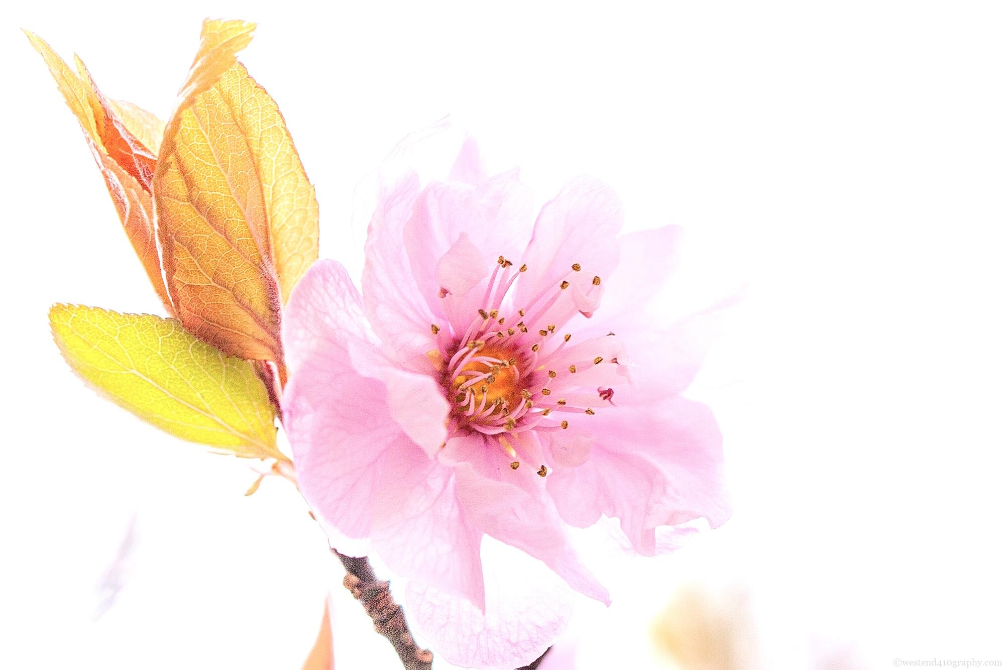 白とびした桜