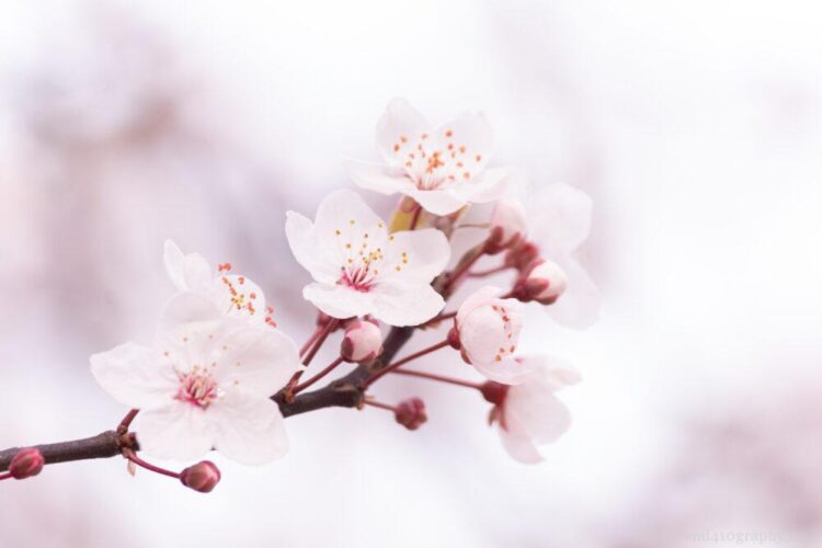 くもりの日の桜