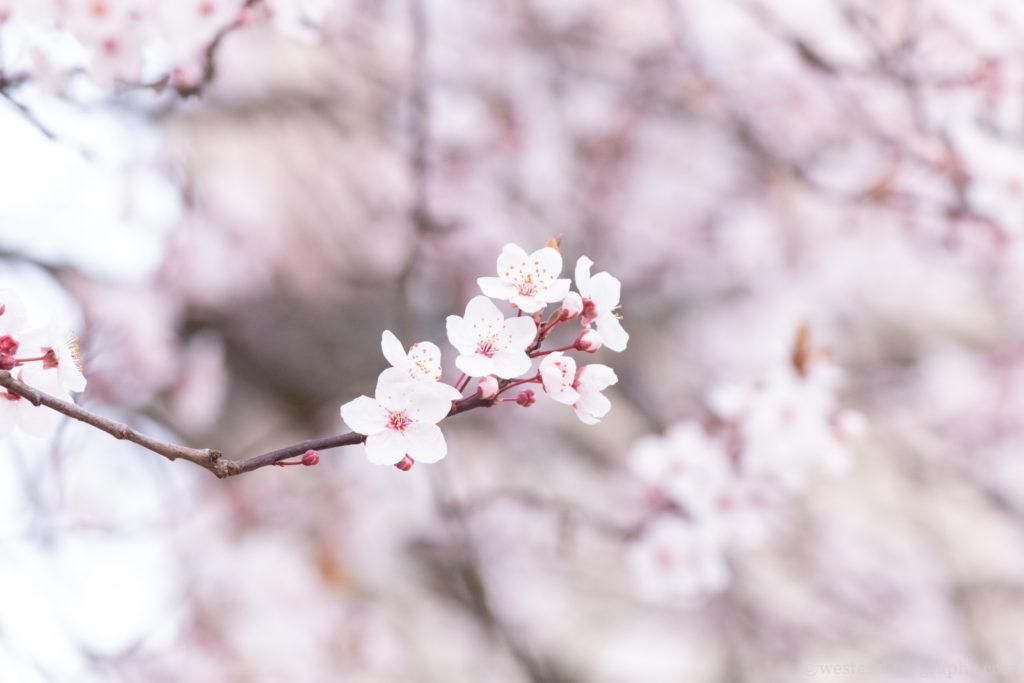 桜を綺麗な写真に撮りたい人必見！初心者でも桜の花びらを綺麗に撮る 
