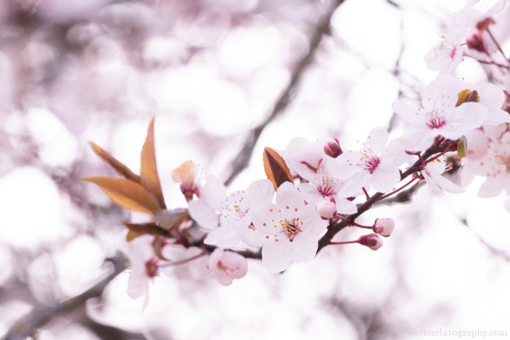 桜を綺麗な写真に撮りたい人必見！初心者でも桜の花びらを綺麗に撮る 