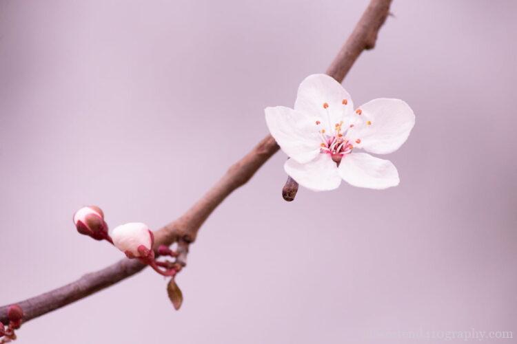 露出補正＋ 1 1/3で撮影した桜の写真