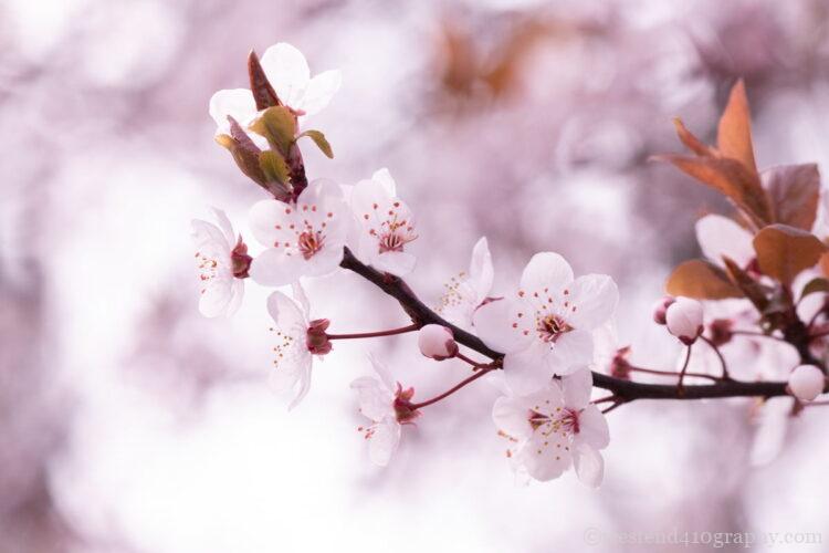 マゼンタにWB補正をして撮影した桜の写真