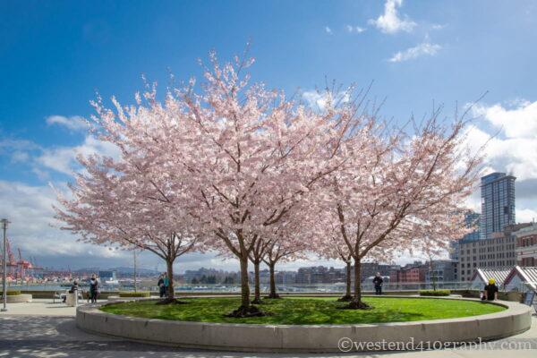 晴れの日に桜の木全体を撮影した写真