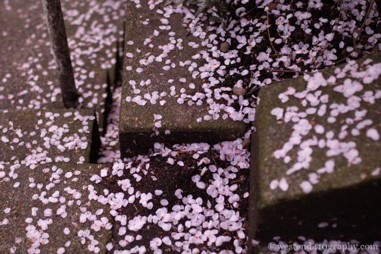 散った桜の花びらを撮影した写真