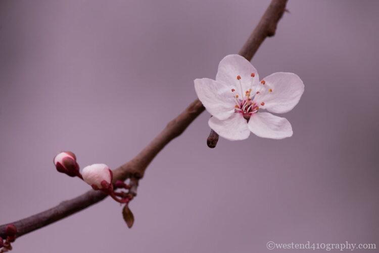 露出補正なしで撮影した桜の写真