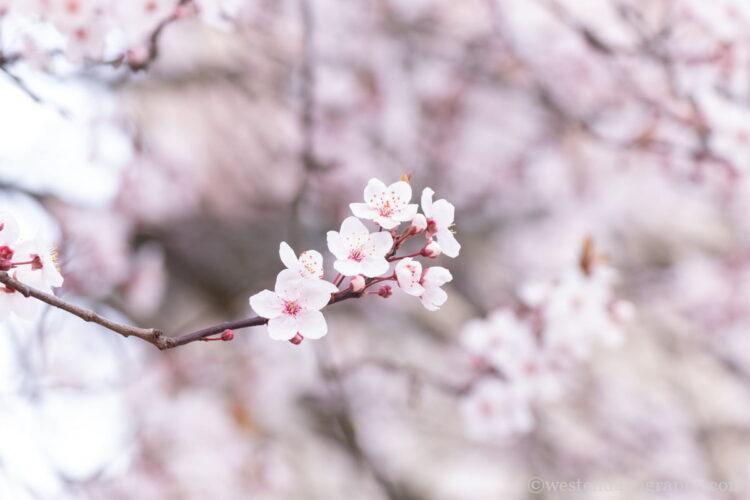 焦点距離250mmで撮影した桜の写真