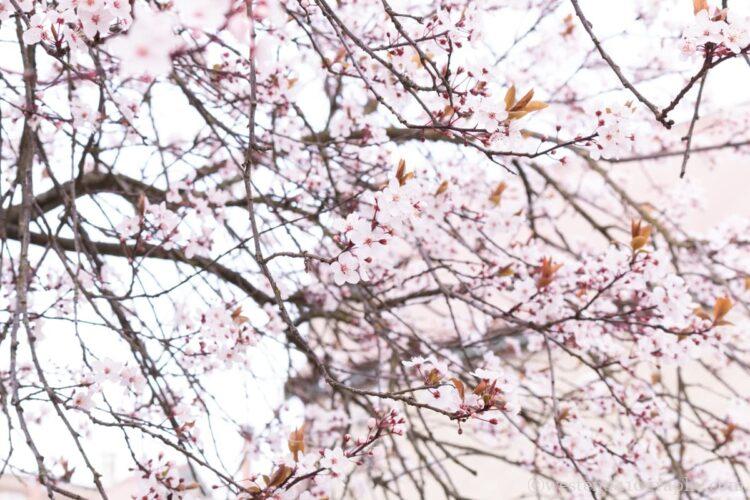 焦点距離50mmで撮影した桜の写真