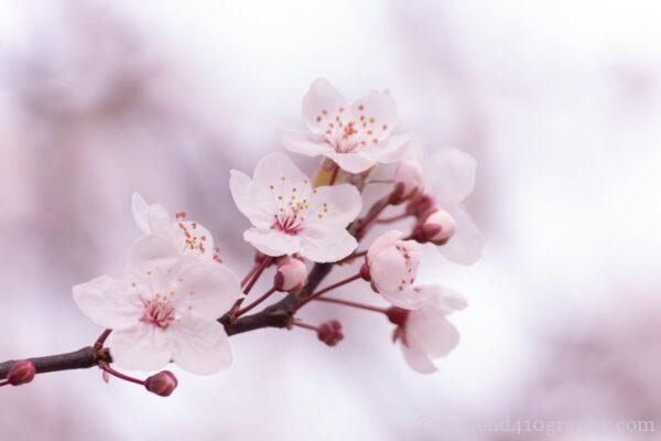 キットズームレンズで撮影した桜の写真