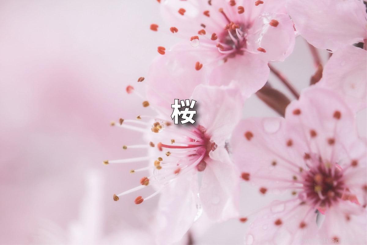 桜の撮り方　サムネイル