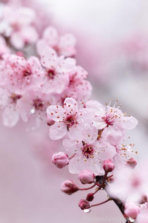 くもりの日に撮影した桜の写真２