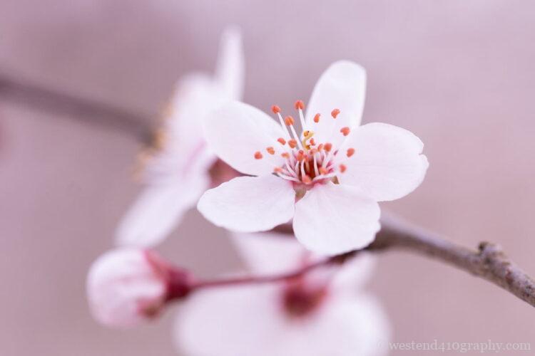 背景をボカして撮影した桜の写真